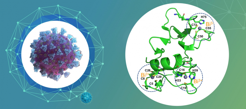 Proposed structure of Bi-bound zinc-bindnig domain of SARS-CoV-2 helicase. Through kicking out the crucial zinc(II) ions in the zinc-binding domain of SARS-CoV-2 helicase, RBC demonstrated its ability to potently suppress the replication of SARS-CoV-2.